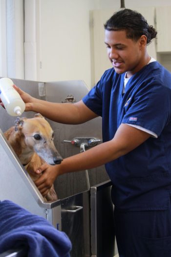 Veterinary Assisting - 2