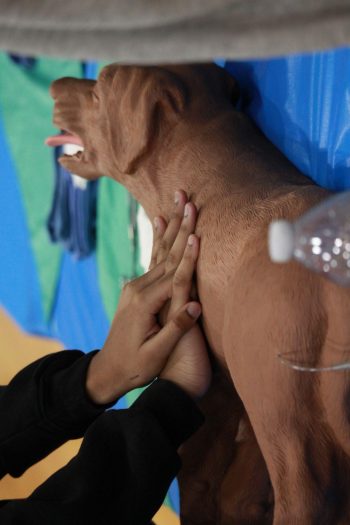 Veterinary Assisting